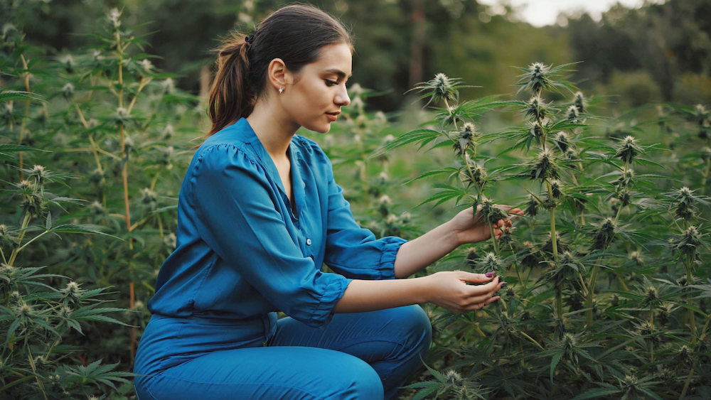 A calming cannabis flower setup with a cup of tea and soft natural lighting, symbolizing peace and anxiety relief in Atlanta